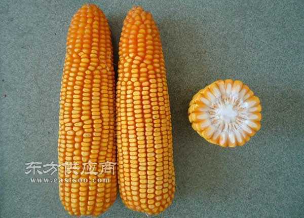 高产玉米