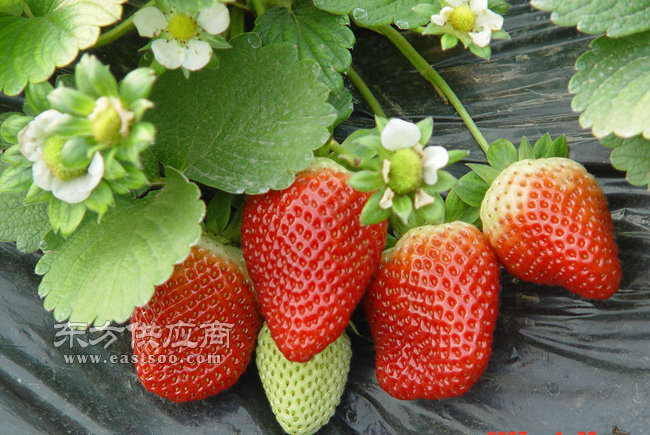 歌润思农业(图),重庆周边草莓采摘,草莓采摘图