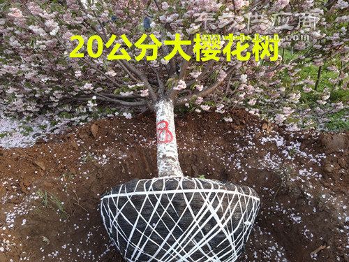 红叶樱花盆景种植|绿源金果(在线咨询)|樱花树图