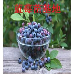 蓝莓苗，三年生蓝莓苗，蓝莓苗哪里便宜图片