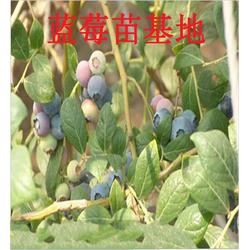 蓝莓苗-三年生蓝莓苗-组培蓝莓苗图片