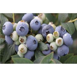 彭水蓝莓苗，百色农业，三年生蓝莓苗图片