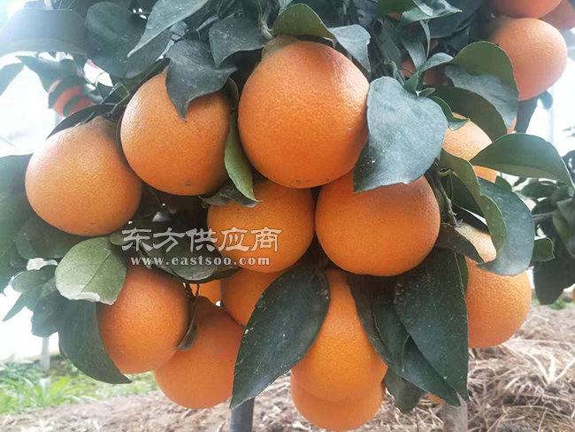 红美人柑橘苗-果源农业-惠民-红美人柑橘苗多少