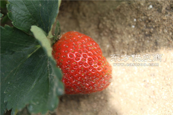 甜宝草莓苗基地、无锡甜宝草莓苗、龙鑫苗木(
