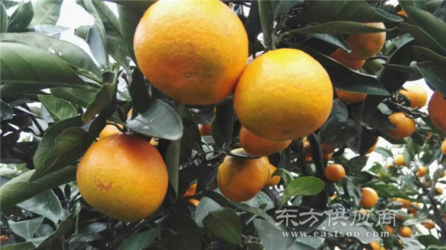 柑橘苗哪种好,岗峰农场--绿色有机,柑橘苗批发
