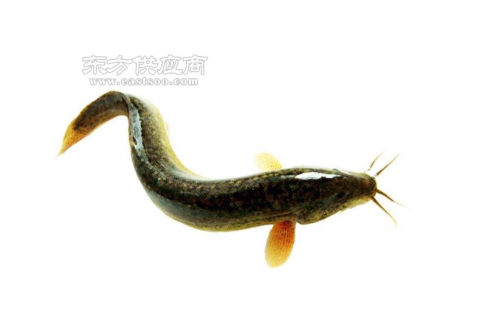 台湾泥鳅鳅苗养多久、台湾泥鳅、武汉瑞和园生