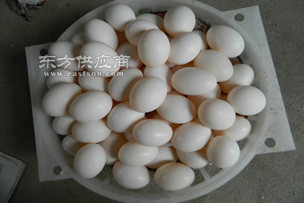 鸽蛋营养,山东鸽蛋,山东中鹏农牧图片