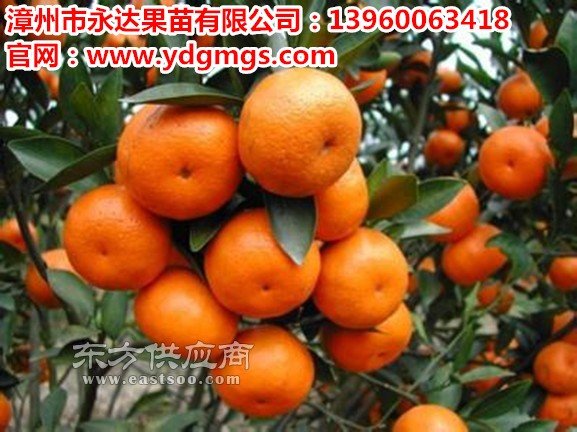 柑橘新品种 超甜苏红桔苗图片_柑橘新品种 超