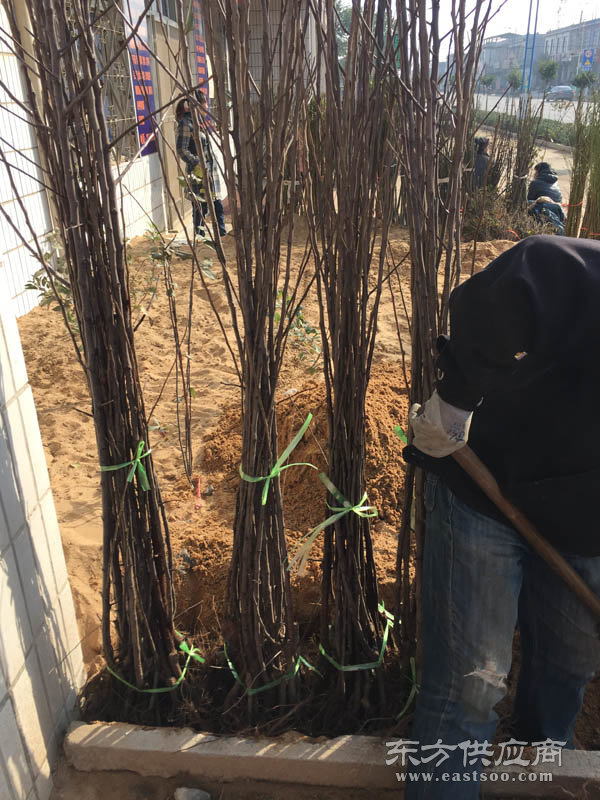 苹果苗多少钱|德阳苹果苗|信诺为民(查看)图片