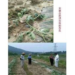 使用生物菌肥的作用、江苏生物菌肥、拜农中药肥(查看)图片