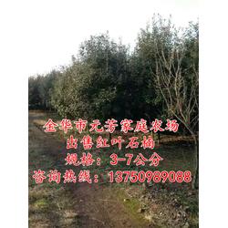 元芳家庭农场高存活率-3公分红叶石楠树报价图片