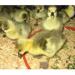 新疆哪里有番鸭苗出售-哪里有番鸭苗出售-西彦孵化厂(查看)图片