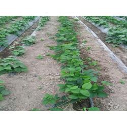 草莓苗好-好种植的草莓苗东港市神农草莓种苗图片