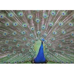 蓝孔雀婚纱，和年孔雀养殖场，蓝孔雀图片